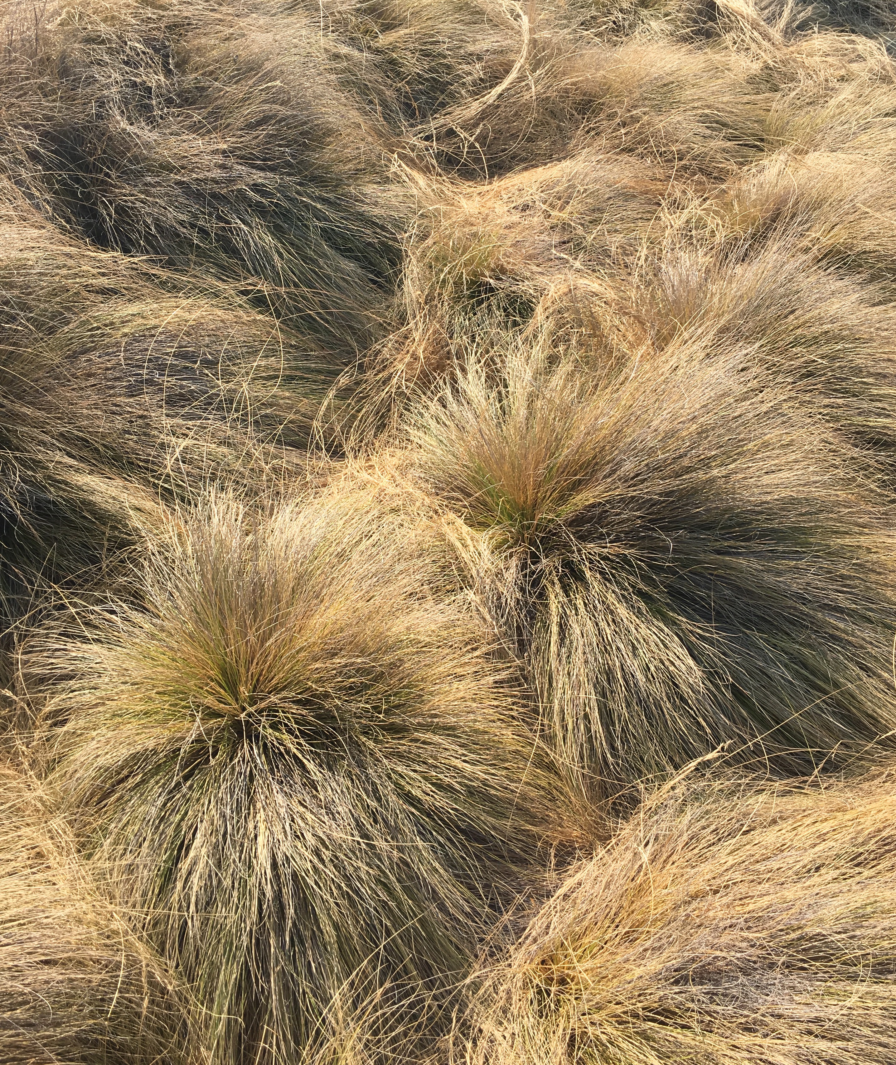 Dying grass