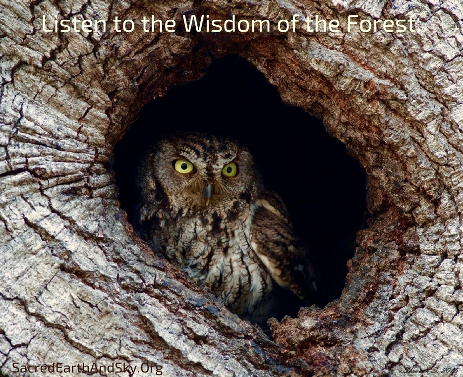 Forest Wisdom